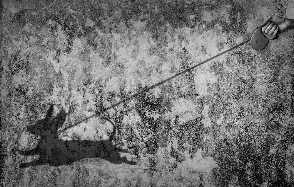 ombra-canina-1024x638